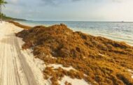 Investigan cómo extraer fármacos del sargazo que invade playas dominicanas
